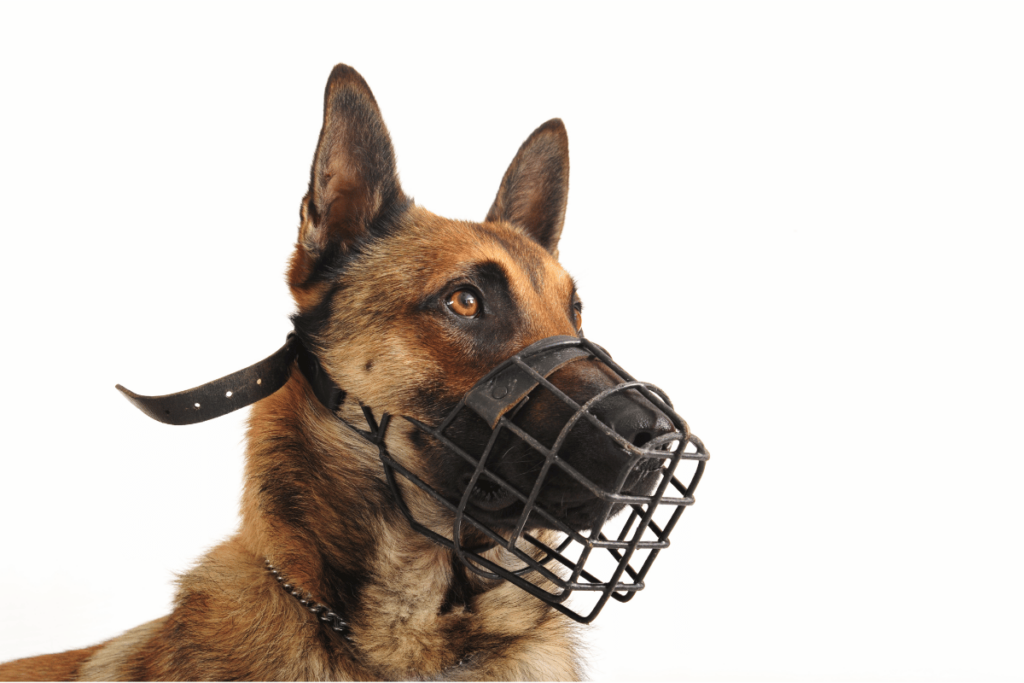 Malinois in a muzzle on a white background